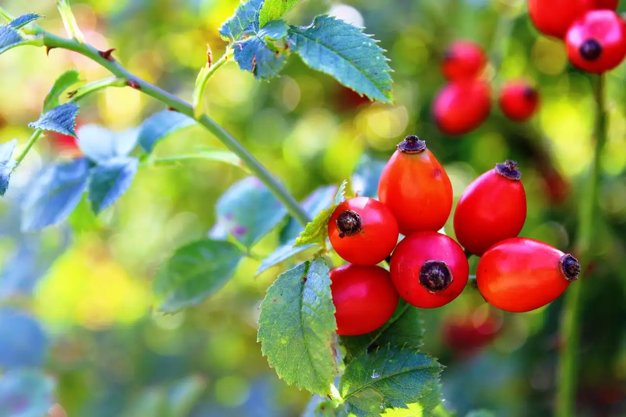 Afvallen thee: Ontdek de beste soorten voor gewichtsverlies